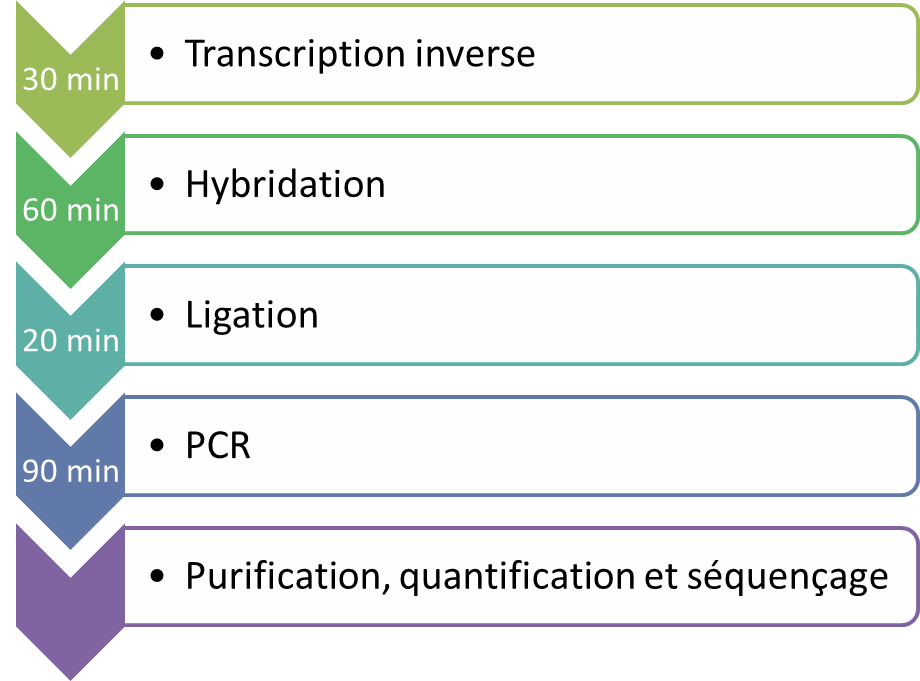 Protocole LymphoTranscript